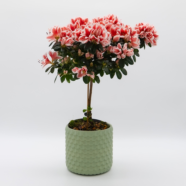 Plantes fleuries