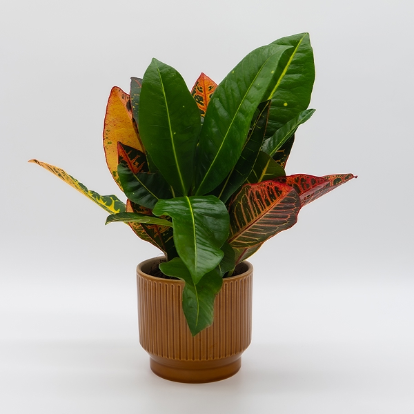 Plantes d&rsquo;intérieur