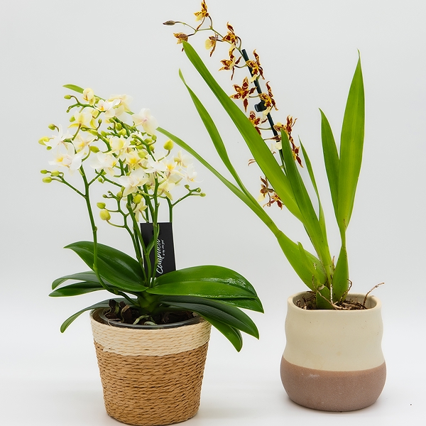 Orchidees