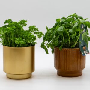 persil-basilic-aromatiques-duo