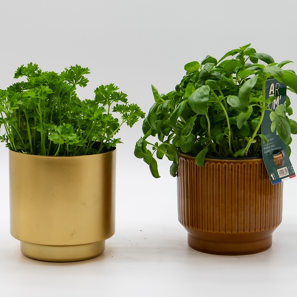 Plantes aromatiques