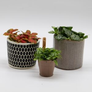 Fittonia