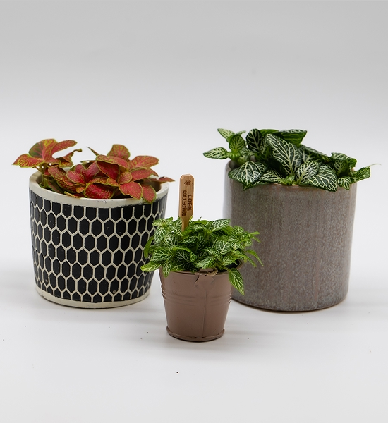 Fittonia