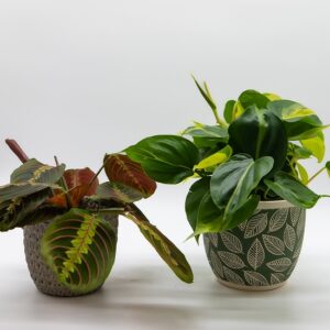 Maranta phylodindron