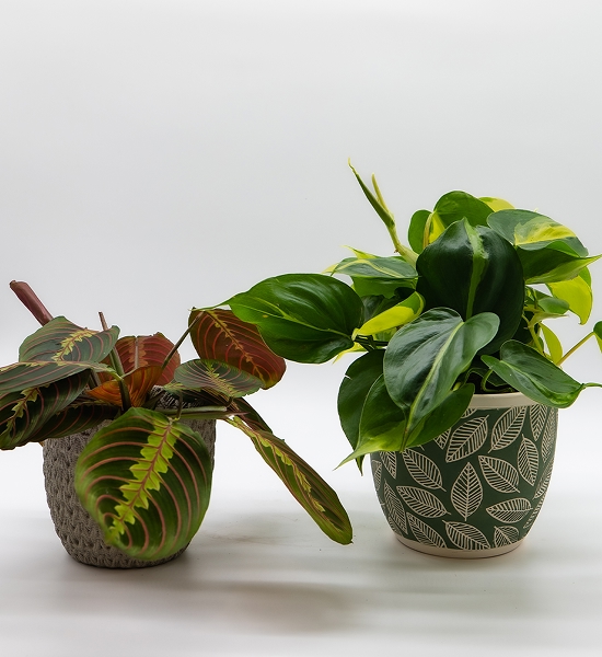 Maranta phylodindron