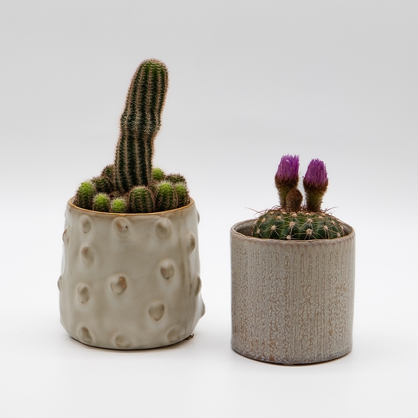 Cactus & succulentes