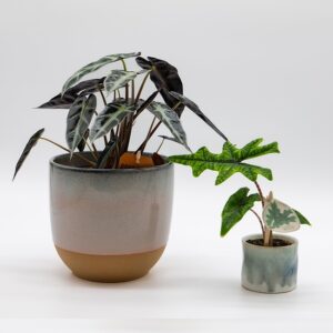 alocasia