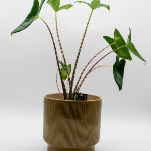 Alocasia zebrina disponible chez Ma Canopée & Co à Rennes