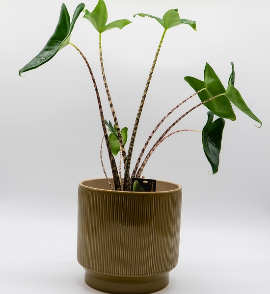 Alocasia zebrina