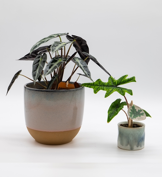 Alocasia
