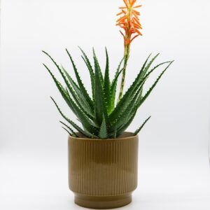 Aloe vera disponible chez Ma Canopée & Co à Rennes