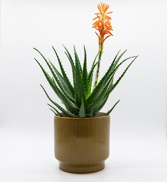Aloe vera