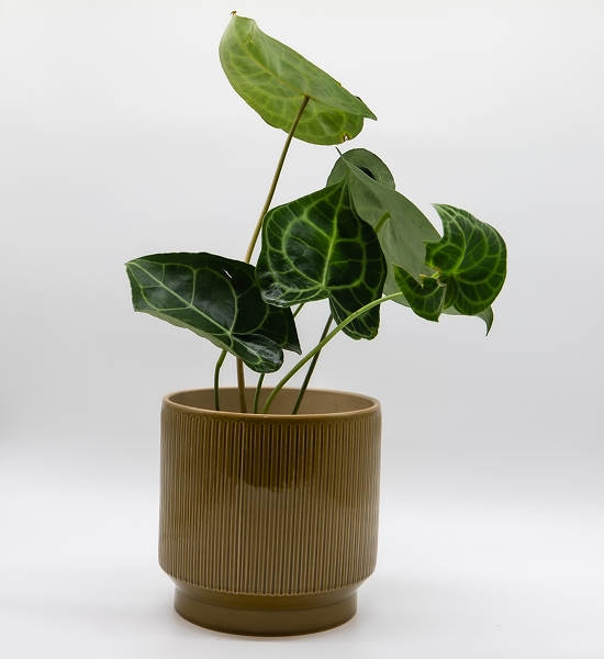 Anthurium feuille