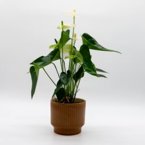 anthurium-andreanum-fleurs-vertes-pot-brun