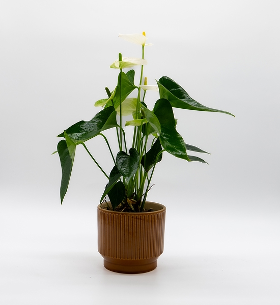 Anthurium