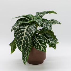 aphelandra-squarrosa-feuillage-zebre