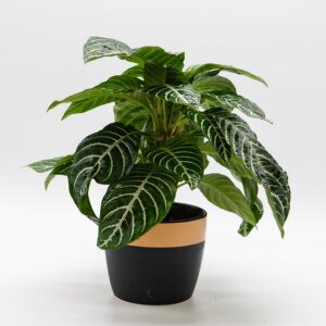 Aphélandra disponible chez Ma Canopée & Co à Rennes