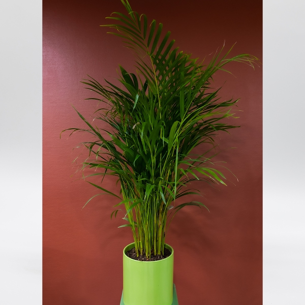 Palmiers & grandes plantes