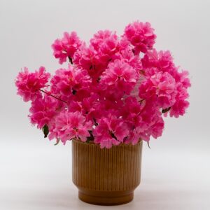 Azalée japonaise rose disponible chez Ma Canopée & Co à Rennes