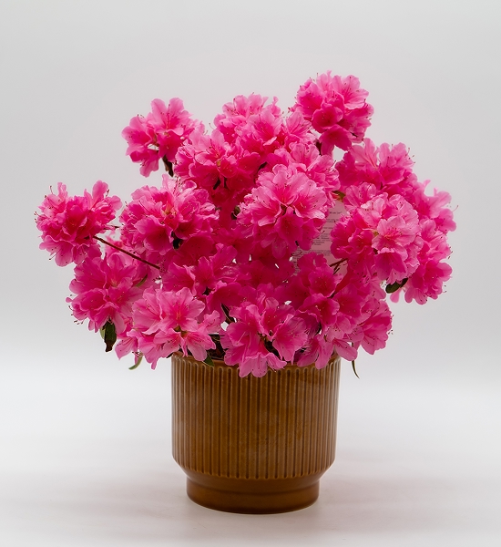 Azalée japonaise rose