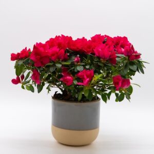 Azalée disponible chez Ma Canopée & Co à Rennes