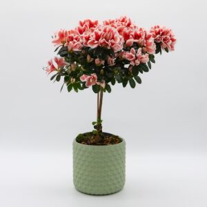 azalee-rose-sur-tige-pot-vert