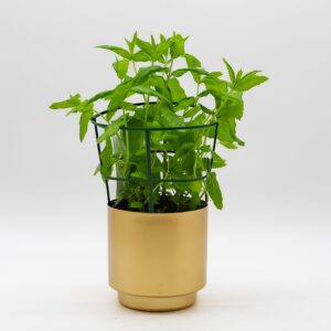 Menthe disponible chez Ma Canopée & Co à Rennes