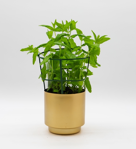 Menthe