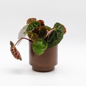 Bégonia rex Férox disponible chez Ma Canopée & Co à Rennes