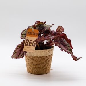Bégonia rex rouge disponible chez Ma Canopée & Co à Rennes