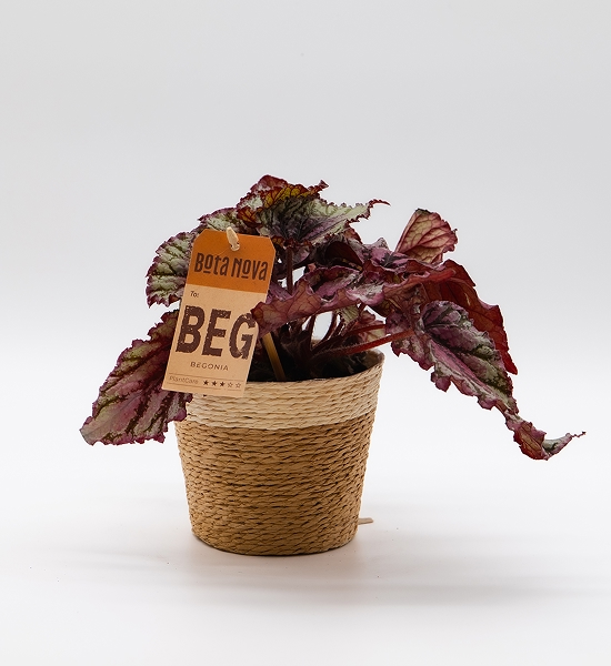 Bégonia rex rouge
