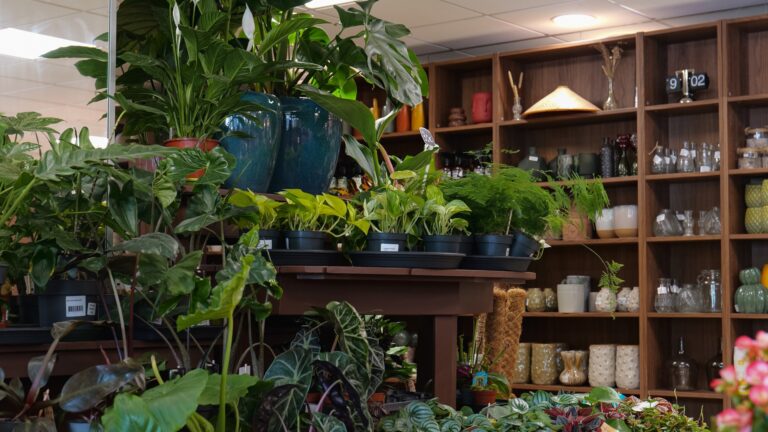 boutique-ma-canopee-co-rennes-plantes-produits