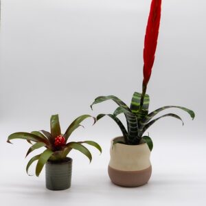 Broméliacées, duo disponible chez Ma Canopée & Co à Rennes