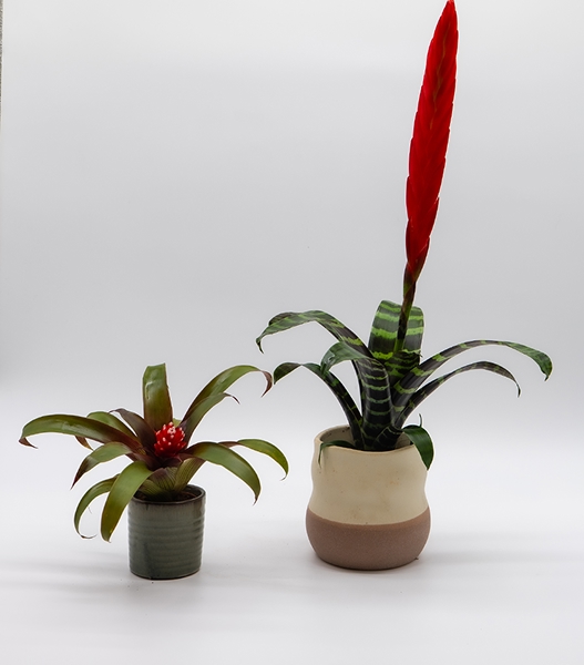 Broméliacées, duo