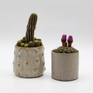 cactus-cierges-mammillaria-pots-ceramique