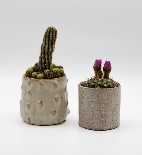 Cactus assortis