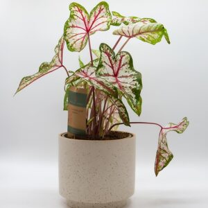 caladium-rose-feuillage-coeur-pot-beige