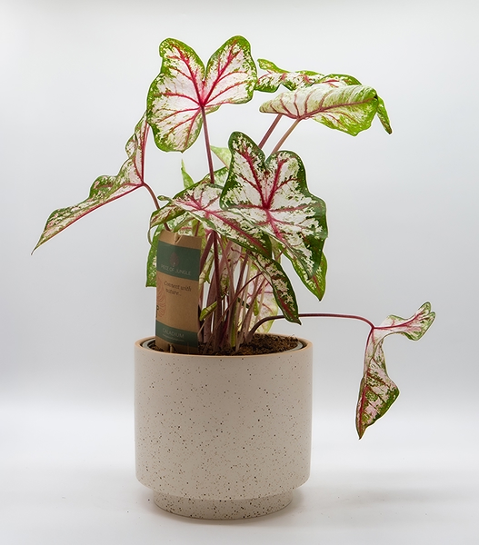 Caladium