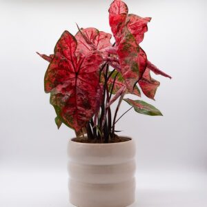 Caladium disponible chez Ma Canopée & Co à Rennes