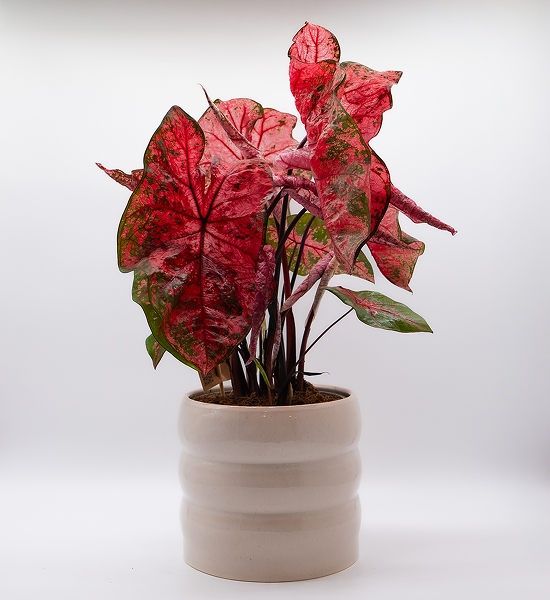 Caladium