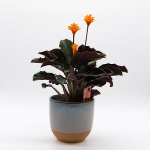 Calathea Crocata disponible chez Ma Canopée & Co à Rennes