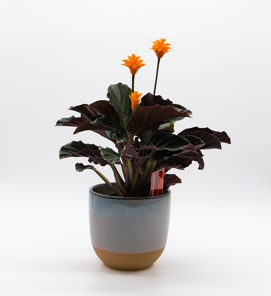 Calathea Crocata