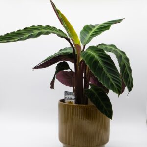 Calathea disponible chez Ma Canopée & Co à Rennes