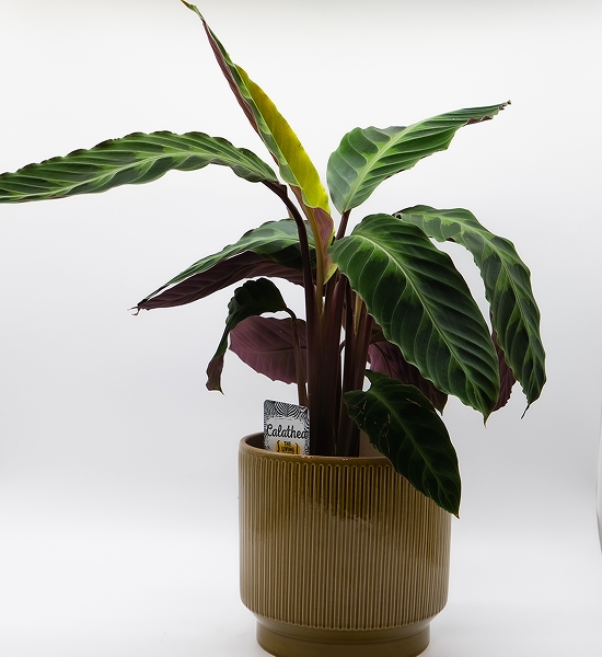 Calathea