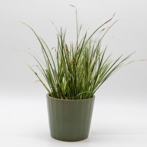 Graminée décorative disponible chez Ma Canopée & Co à Rennes
