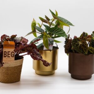 Bégonia Mix disponible chez Ma Canopée & Co à Rennes