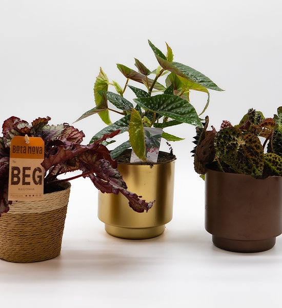 Bégonia Mix