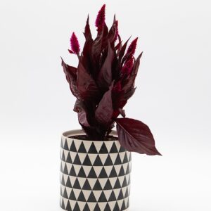 Celosie disponible chez Ma Canopée & Co à Rennes