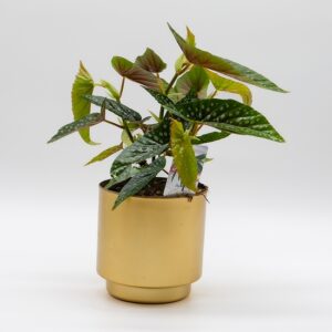 Bégonia maculata disponible chez Ma Canopée & Co à Rennes