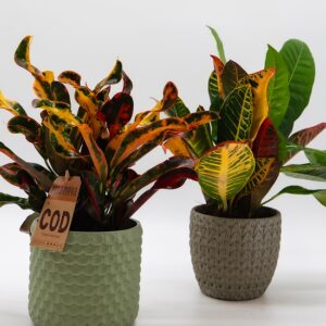 Crotons assortis disponible chez Ma Canopée & Co à Rennes